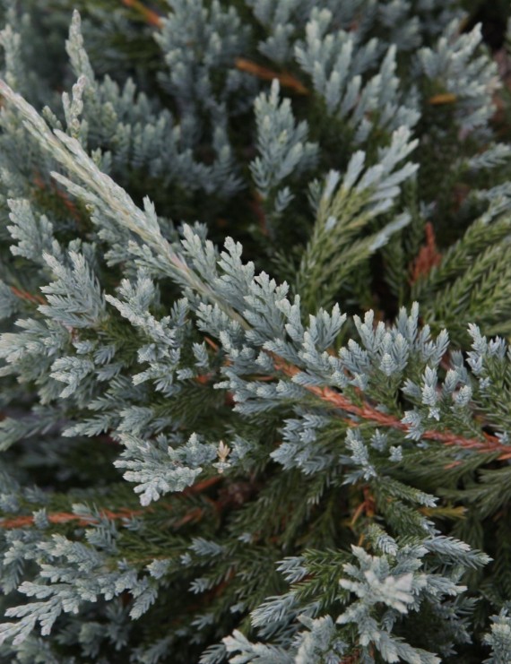 Juniperus horizontalis 'Blue Chip' (Jeneverbes)