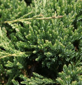 Juniperus horizontalis 'Prince of Wales' (Jeneverbes)