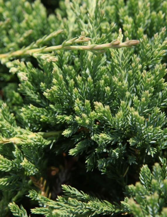 Juniperus horizontalis 'Prince of Wales' (Jeneverbes)