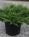 Juniperus horizontalis 'Prince of Wales' (Jeneverbes)