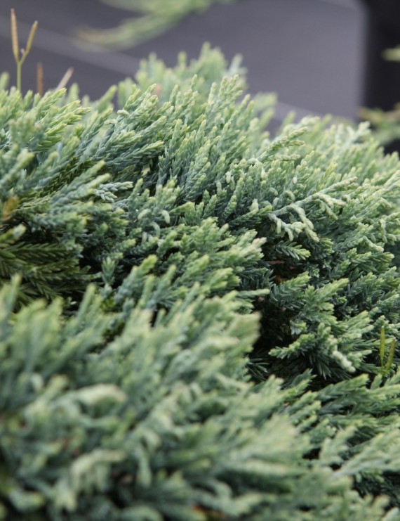Juniperus horizontalis 'Wiltonii' (= Juniperus horizontalis Glau (Jeneverbes)