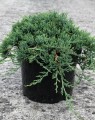 Juniperus horizontalis 'Wiltonii' (= Juniperus horizontalis Glau (Jeneverbes)