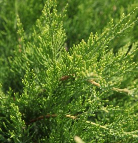 Juniperus pfitzeriana 'Mint Julep' (Jeneverbes)