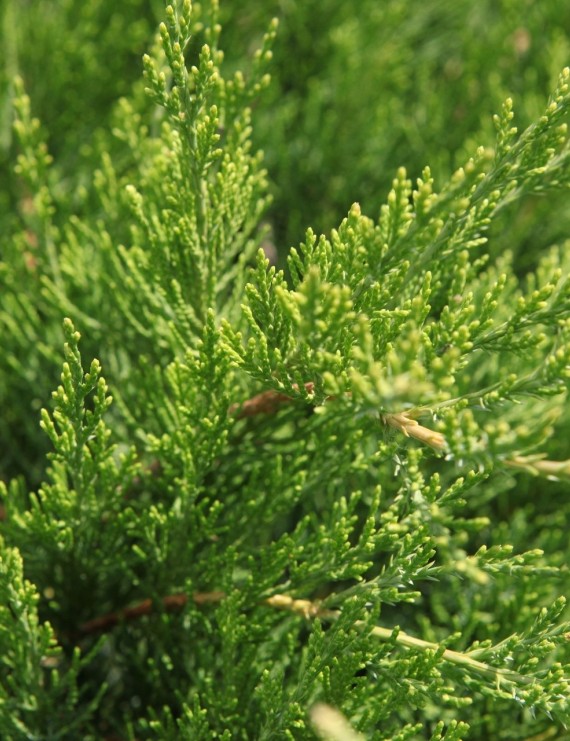 Juniperus pfitzeriana 'Mint Julep' (Jeneverbes)