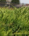 Juniperus pfitzeriana 'Mint Julep' (Jeneverbes)