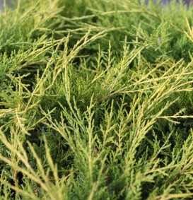 Juniperus pfitzeriana 'Old Gold' (Jeneverbes)