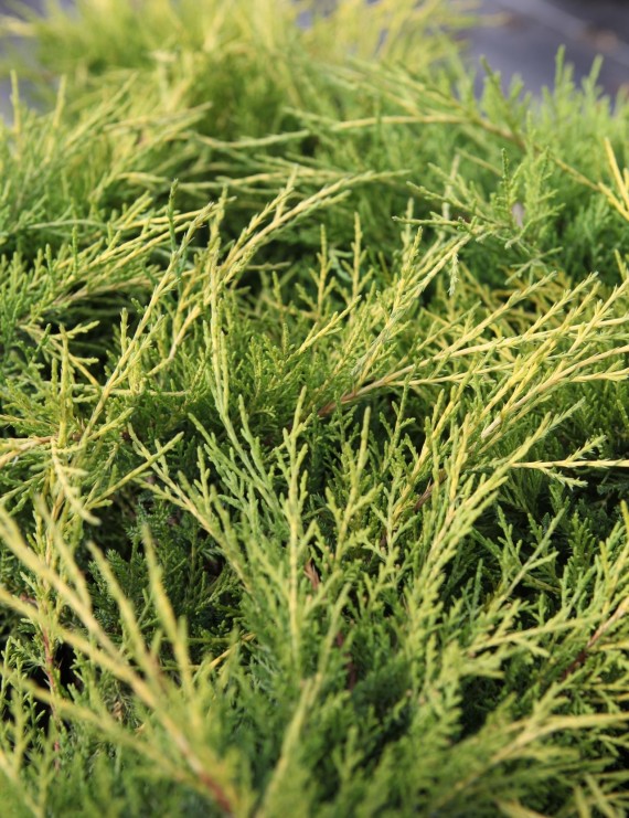 Juniperus pfitzeriana 'Old Gold' (Jeneverbes)