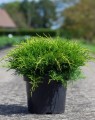 Juniperus pfitzeriana 'Old Gold' (Jeneverbes)