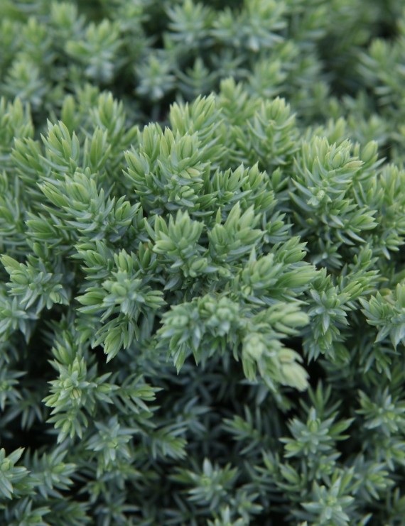 Juniperus procumbens 'Nana' (Jeneverbes)