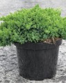 Juniperus procumbens 'Nana' (Jeneverbes)