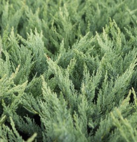 Juniperus sabina 'Tamaricifolia' (Jeneverbes)