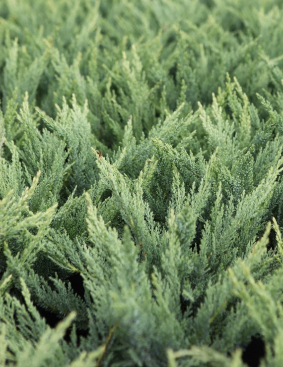 Juniperus sabina 'Tamaricifolia' (Jeneverbes)