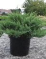 Juniperus sabina 'Tamaricifolia' (Jeneverbes)