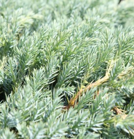 Juniperus squamata 'Blue Carpet' (Jeneverbes)