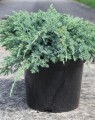 Juniperus squamata 'Blue Carpet' (Jeneverbes)