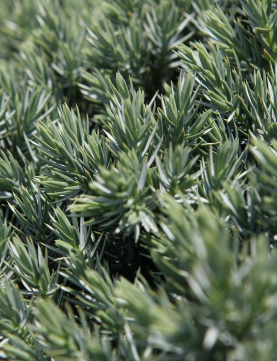 Juniperus squamata 'Blue Star' (Jeneverbes)