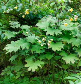 Kirengeshoma palmata (Japanse wasbloem)
