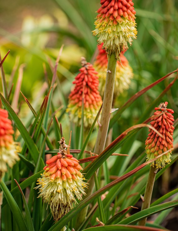 Kniphofia uvaria (= tritoma) (Vuurpijl)