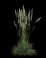 Koeleria glauca (Fakkelgras)