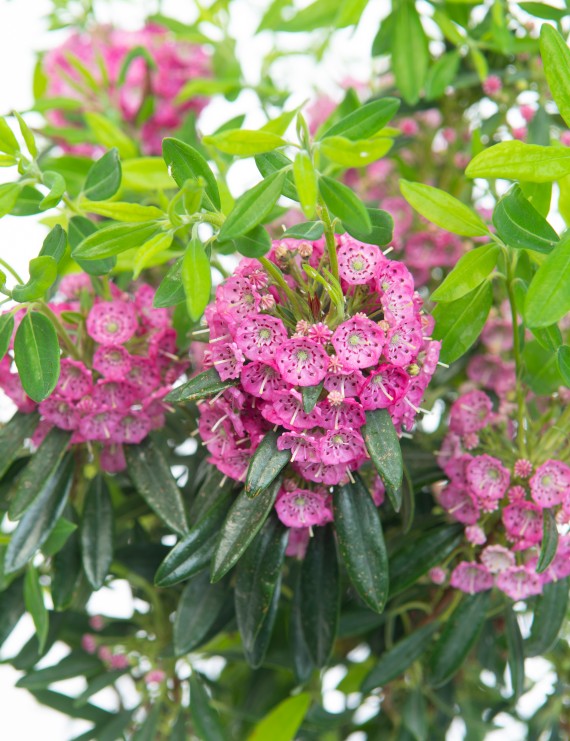 Kalmia angustifolia 'Rubra' (Lepelstruik)