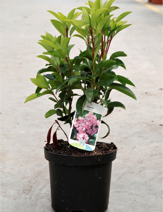 Kalmia latifolia  (Lepelstruik)