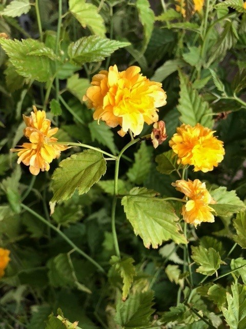 Kerria japonica 'Pleniflora' (Ranonkelstruik)