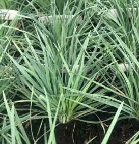 Koeleria glauca (Fakkelgras) Koeleria glauca (Fakkelgras)