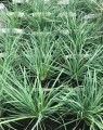 Koeleria glauca (Fakkelgras)