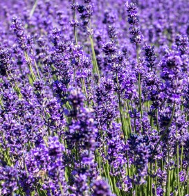 Lavandula officinalis (=spica) (Keukenlavendel)