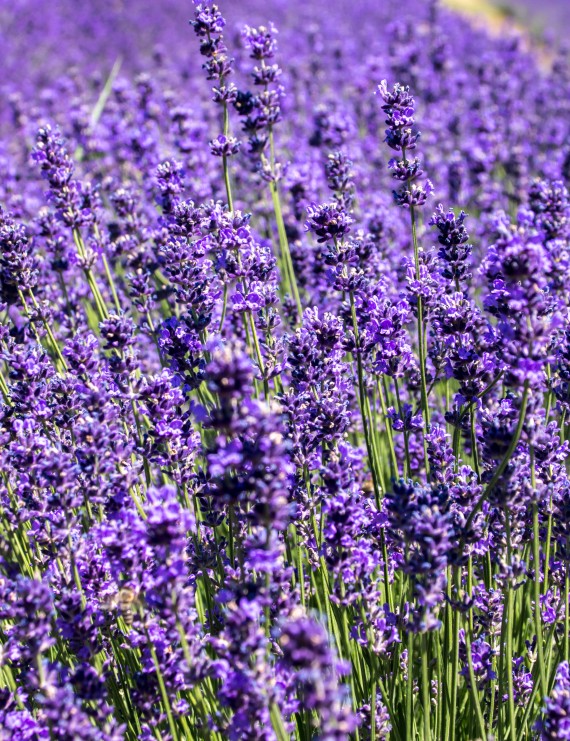 Lavandula officinalis (=spica) (Keukenlavendel)