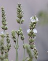 Lavandula angust. 'Edelweiss' (= 'Alba') (Lavendel)