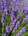 Lavandula angustifolia 'Hidcote' (Lavendel)