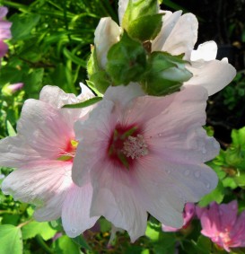 Lavatera 'Barnsly' (Lavatera 'Barnsly') Lavatera 'Barnsly' (Lavatera 'Barnsly')