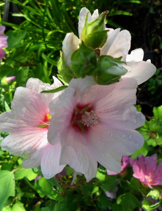 Lavatera 'Barnsly' (Lavatera 'Barnsly')