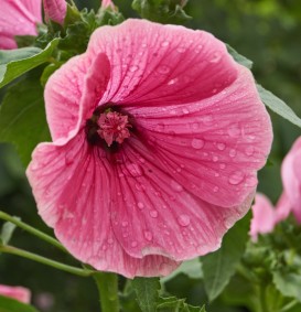 Lavatera 'Burgundy Wine' (Lavatera 'Burgundy Wine') Lavatera 'Burgundy Wine' (Lavatera 'Burgundy Wine')