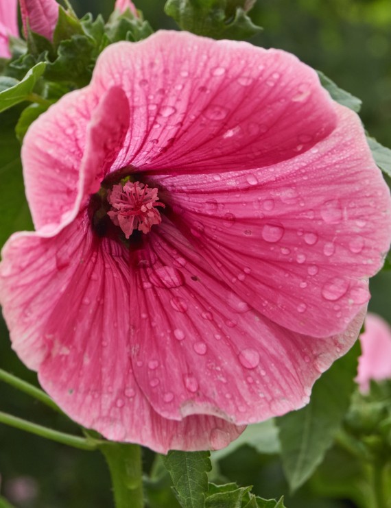 Lavatera 'Burgundy Wine' (Lavatera 'Burgundy Wine')