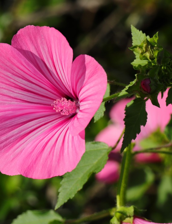 Lavatera 'Rosea' (Lavatera 'Rosea')