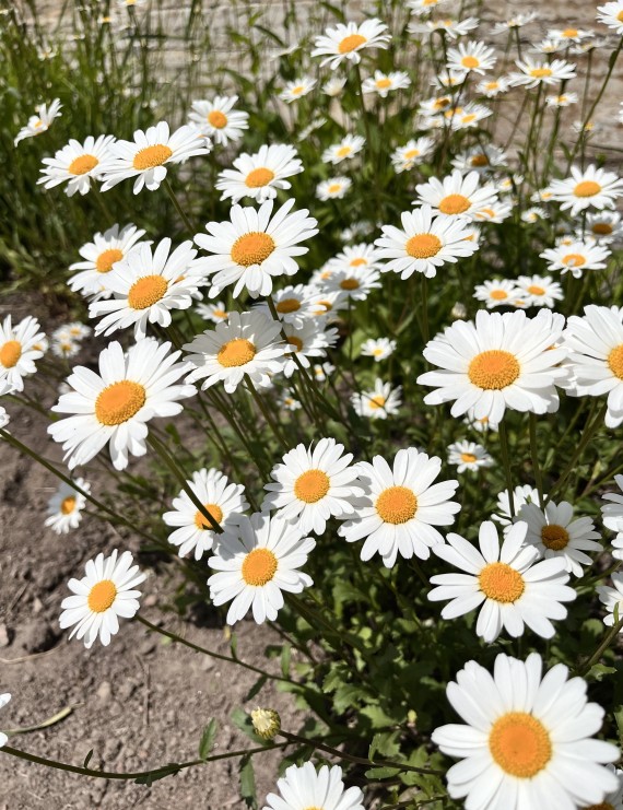 Leucanthemum vulgare 'Maikonigin' (Margriet)