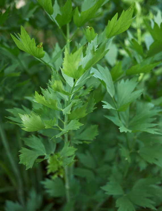 Levisticum officinale (Maggieplant, Lavas) Levisticum officinale (Maggieplant, Lavas)