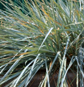 Leymus arenarius (= Eleymus) (Zandhaver)