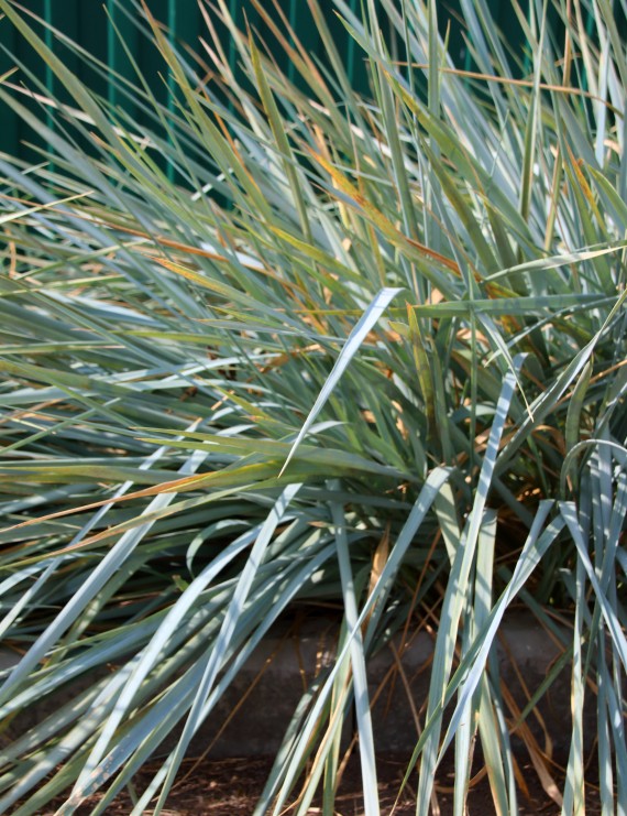 Leymus arenarius (= Eleymus) (Zandhaver)