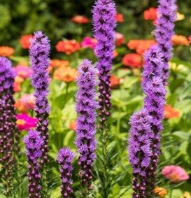 Liatris spicata (Lampepoetser)