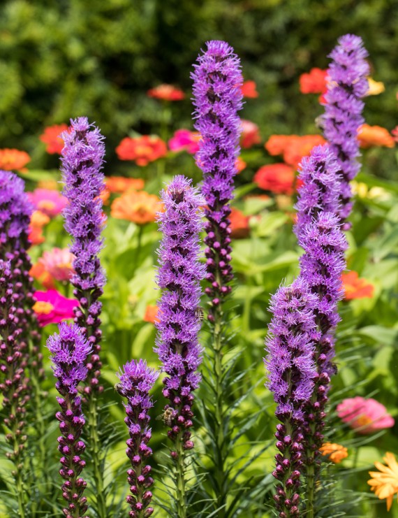 Liatris spicata (Lampepoetser)