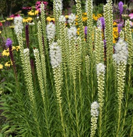 Liatris spicata 'Alba' (Lampepoetser)