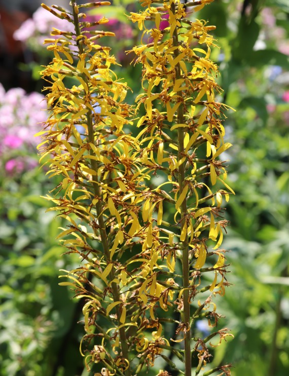 Ligularia przewalski (Grijsaard of Nieskruid)