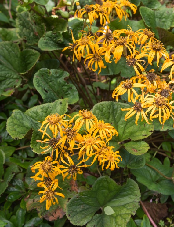 Ligularia dentata 'Desdemona' (=clivorum)  (Grijsaard of Nieskruid)