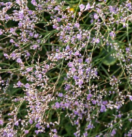 Limonium latifolium (=statice) (Lamsoor - zeelavendel)
