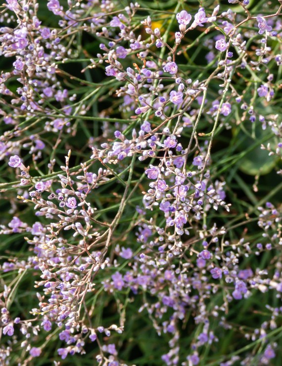 Limonium latifolium (=statice) (Lamsoor - zeelavendel)
