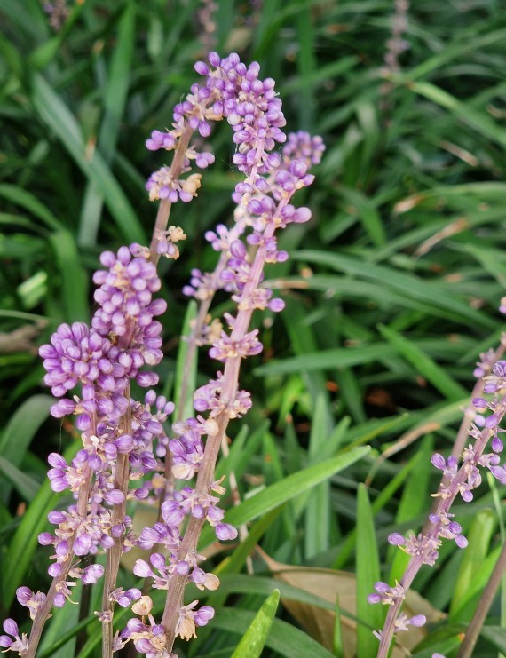 Liriope muscari 'Ingwersen' (Parelkruid, Steenzaad of Leliegras)