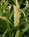 Liriope muscari 'Monroe White' (Leliegras) Liriope muscari 'Monroe White' (Leliegras)